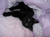 Flugpate für Babykatze gesucht!!!