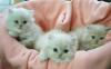 Perserbabys