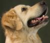 Golden Retriever ***Wurfankündigung***