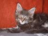 Maine Coon Kitten abzugeben