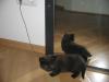 drei wunderschöne 11 wochen alte reinrassige main coon kitten suchen ab sofort e