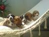  Beagle- Mix- Welpen,  sechs prachtvolle Schlappohren zu verkaufen!