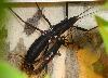 Peru Samtschrecke ,  Peruphasma Schultei,  Insekten