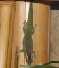 Phelsuma Ornata Ornament Schmuck Taggecko 0, 0,  4 Nachzuchten 2009 abzugeben