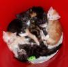 Maine Coon Kitten ab 17.10.2009 