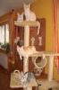 4 Main Coon Mix Kitten,  12 Wochen alt,  suchen neues Zuhause
