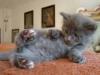 Maine Coon Kitten,  3 kleine Herzensbrecher,  1 Kater in Blue,  1 Kater in Creme-cl