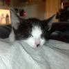 3 kleine, süße verspielt Kitten suchen ein zuhause!