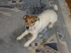 jack russel zu verkaufen