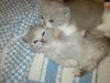 2 BKH Kitten weibl. suchen ein schönes Zuhause