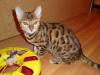 Traumhafte Minileoparden fürs Wohnzimmer