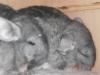 2 Chinchilla Weibchen zu Verkaufen