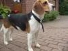 Tricolor Beagle