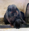 Zwei süße schwarze Zwergkaninchen