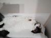Suche Langhaar Deckkater