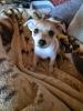 Chihuahua Mix Welpen
