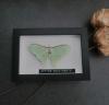 Entomologie Actias Dulcinea