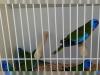 Glanzsittiche Hahn /  Hähne wildfarben