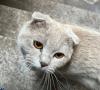 BKH Kater lilac lieb und ruhig