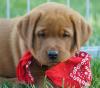Wurfankündigung Labradorwelpen in foxred für Herbst 2024 Labrador Welpen