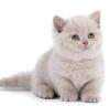 BKH kitten reinrassig,  blue,  Britisch Kurzhaar