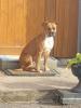 ? Emmi ? Boxer-Old Englisch Bulldogg Mix