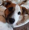 Jack russell terrier hündin