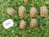 Griechische landschildkröten Nz 2020/ 2021