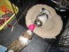 Knuddelige ShihTzu Baby`s zu verkaufen