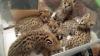 exotische Savannen,  Serval und Bengal-Kätzchen