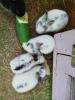 Kaninchenbabys