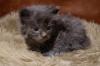 Unser bunter D-Wurf ist da :-) - sieben Maine Coon Kitten auf einen Streich - mi