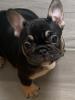 Französische Bulldoggen