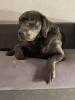 Deckrüde Labrador 