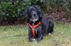 GRACIELLA - Labrador-Mix - 8 Jahre - Tierhilfe-Franken e.V.