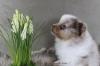 Merle Pomeranianwelpen