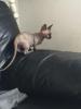 Sphynx Kätzchen für Ihr Zuhause !!
