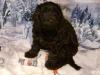 Knuffige Goldendoodle / Hütehund/ CainTerrier,  Mischlingswelpen abzugeben