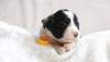 Bearded Collie Welpen