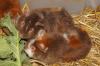 Niedl. Meerschweinchen