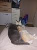 2 kastrierte kater suchen neues zuhause