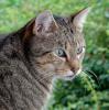 Baccarddi - sucht dringend ein Zuhause!  (aus dem Tierschutz /  gechipt,  geimpft, 