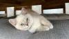 Bkh kitten)) Weibchen! Abgabe bereit!!