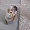 BKH Kitten