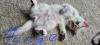 hübschen kleinen BKH-Kitten