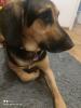 Mischlingshund Schäferhund Bracke Mix