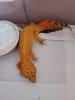 Leopardgecko 0.1 Electric no Hets 2021 