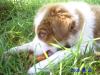 Border Collie Welpen o.P zuverkaufen