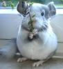 Chinchillababs,  Jungtier und Pärchen zur Abgabe