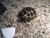 2 griechische landschildkröten,  nachzuchten 1 jahr alt